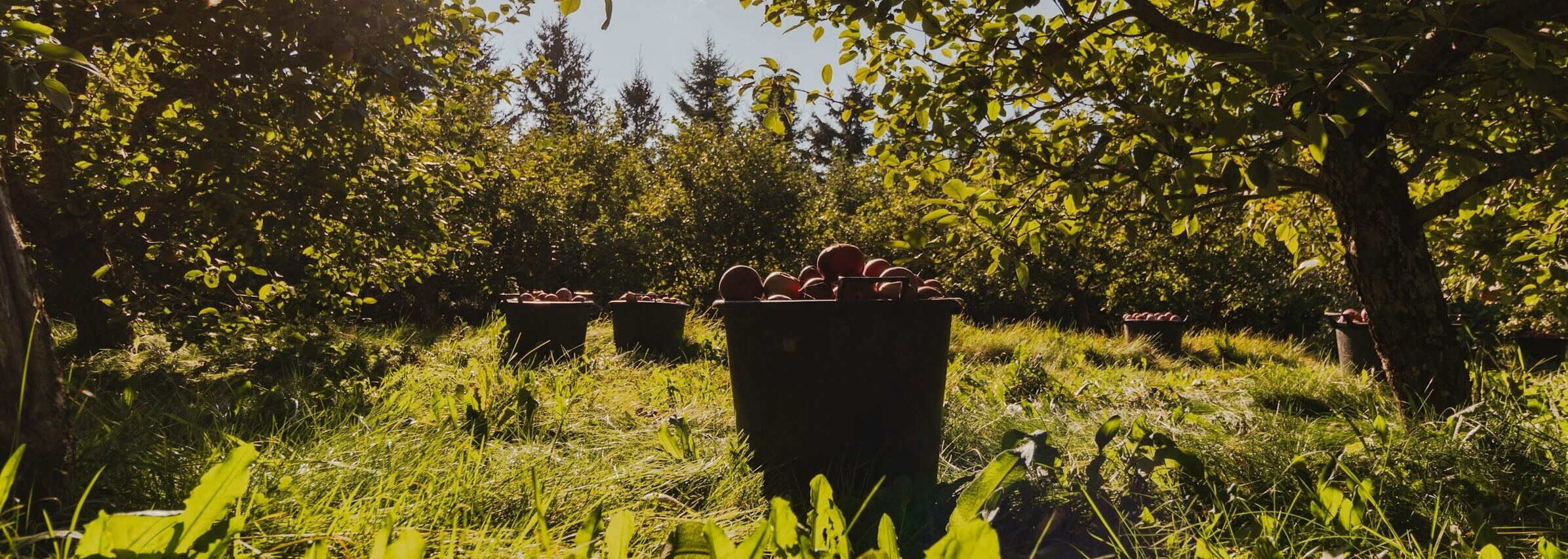 Agro ecology
