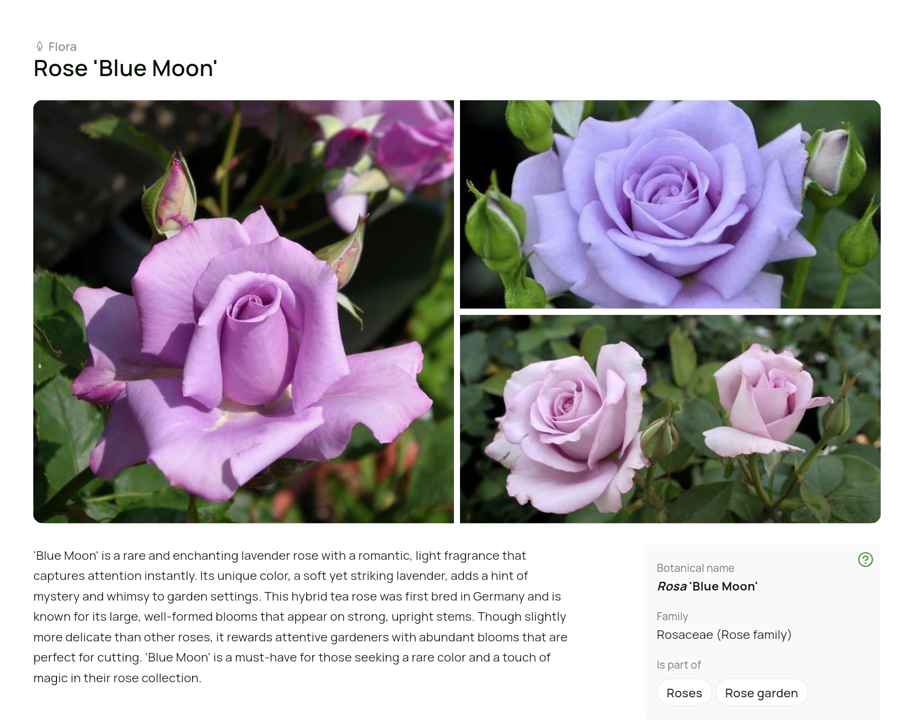 Immersive plant storytelling for public green spaces