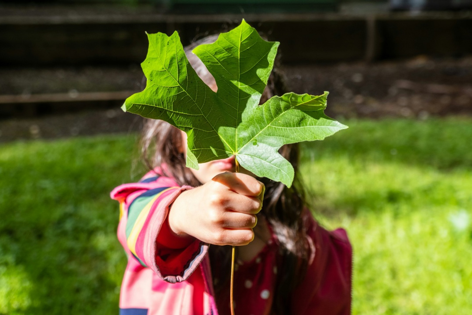 Children, plants and digital literacy: closing the awareness gap in schools